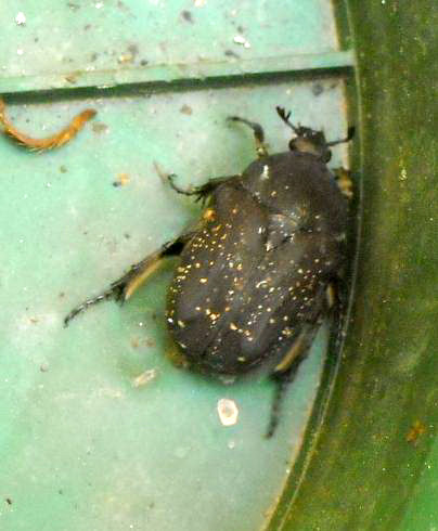 Protaetia?  S, Protaetia morio